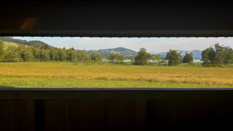 Iris Jedinger: vier Fotos aus der Vogelhütte am Irrsee-Nordmoor. Der dargestellte Zeitraum umfasst Juli - Dezember.