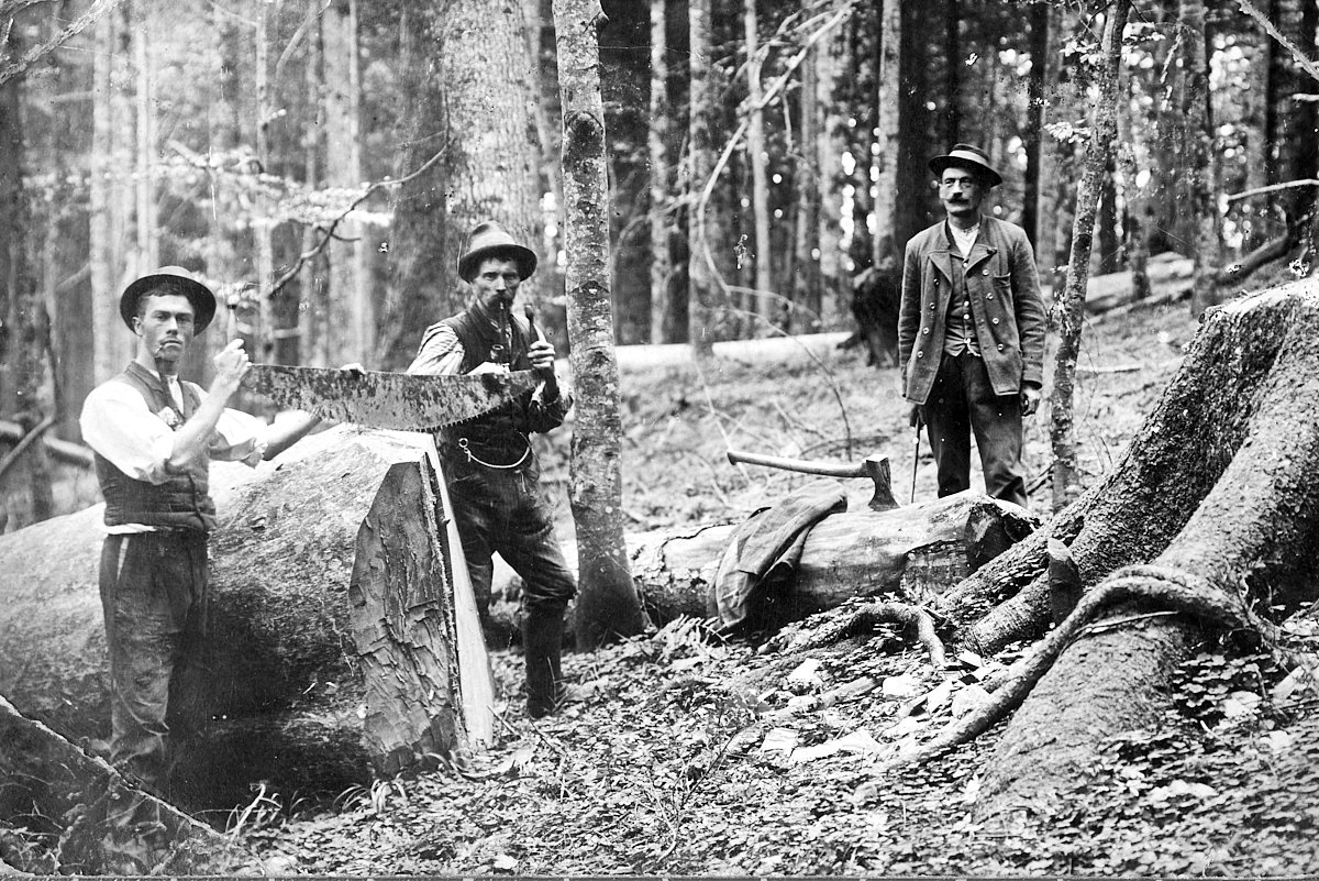Drei Waldarbeiter mit Zugsäge an einem gefällten Stamm